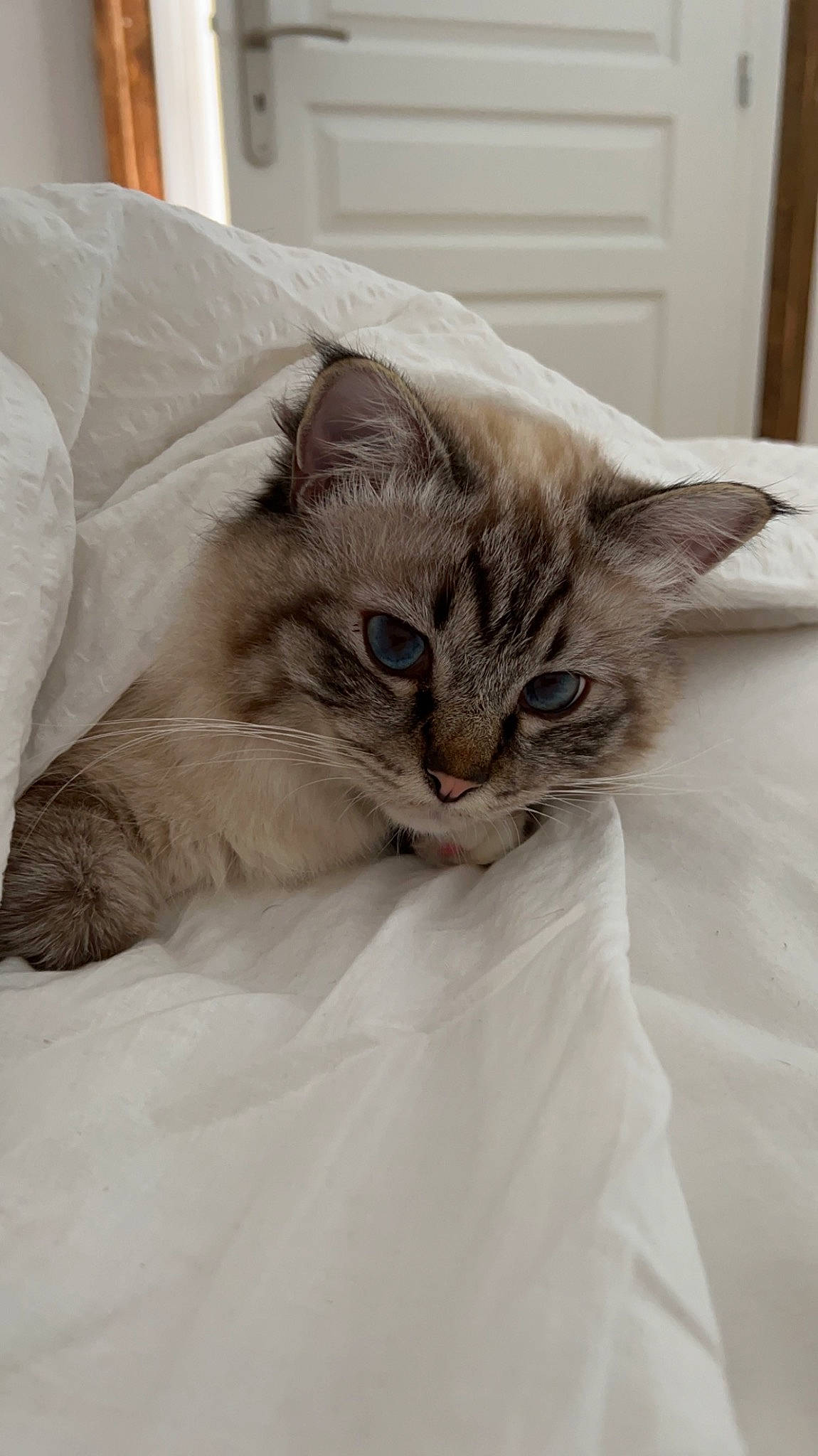 Mowgli participe au concours pour gagner de l'argent avec cette photo : bed, bedding, carnivore, cat, chair, comfort, couch, domestic_short_haired_cat, door, duvet, felidae, fur, grey, linens, small_to_medium_sized_cats, whiskers, window