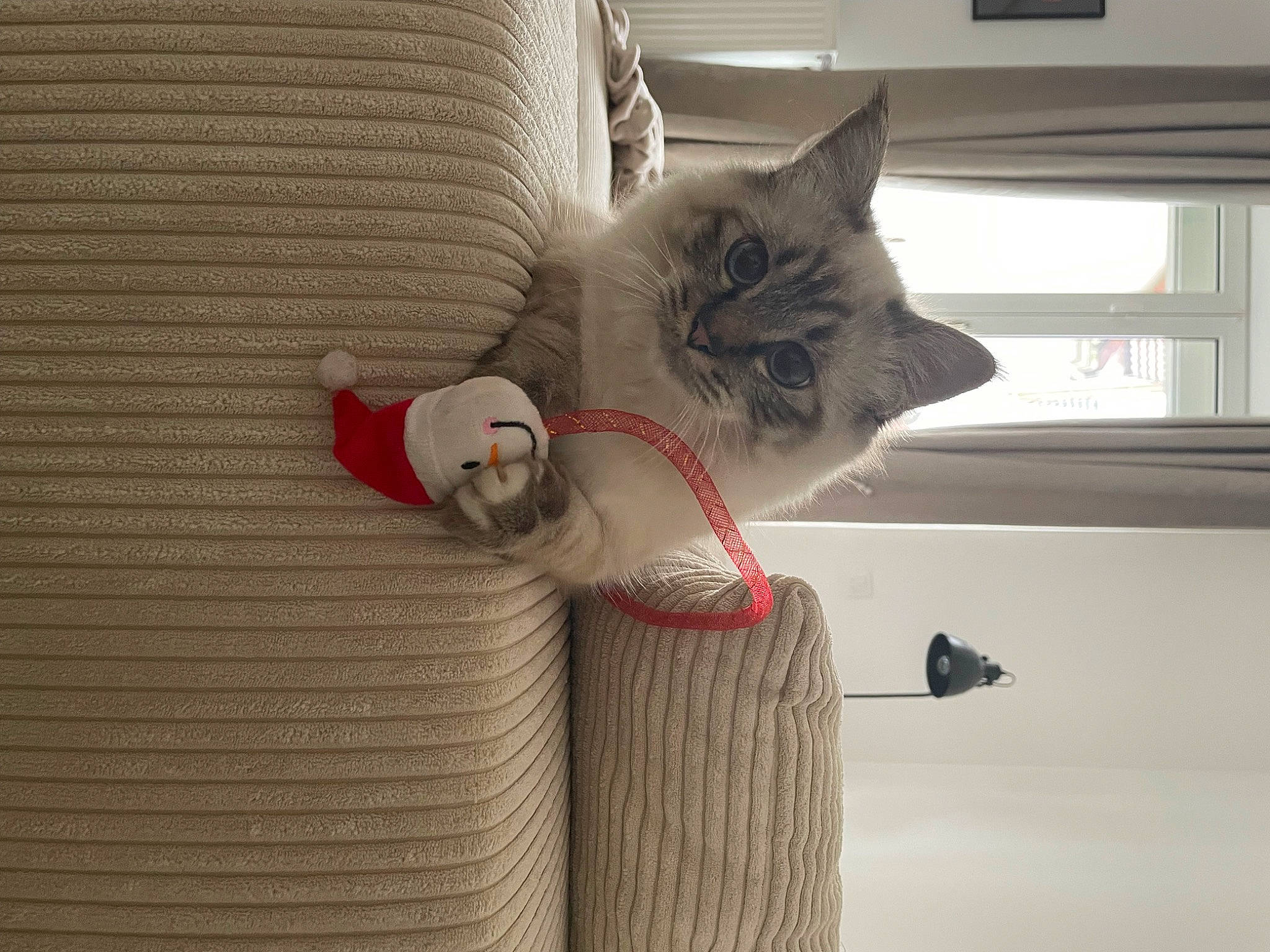 Mowgli participe au concours pour gagner de l'argent avec cette photo : carnivore, cat, comfort, couch, domestic_short_haired_cat, fawn, felidae, fur, grey, hardwood, house, paw, small_to_medium_sized_cats, tail, textile, whiskers, window, window_blind, wood, wool