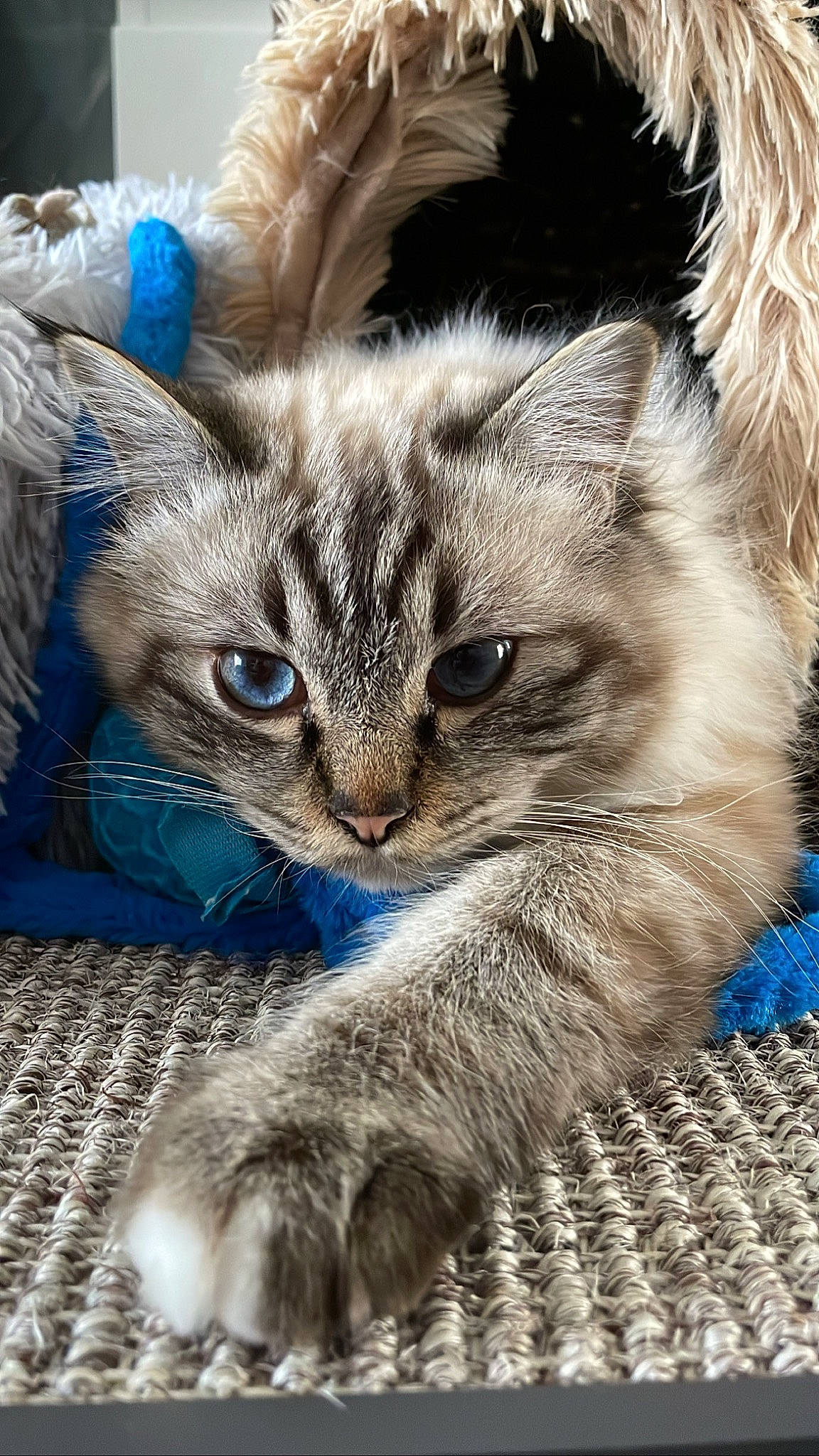 Mowgli a rejoint le concours — aidez-le/la à gagner de superbes lots ! blue, carnivore, cat, claw, domestic_short_haired_cat, fawn, felidae, fur, paw, photo_caption, small_to_medium_sized_cats, snout, tail, terrestrial_animal, whiskers, wildlife, window