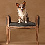 dog, tricolor, bench, vintage, wooden, upholstered, pet, studio, portrait, smiling, happy, animal, fur, ears, sitting, background, neutral, floor, furniture, indoor