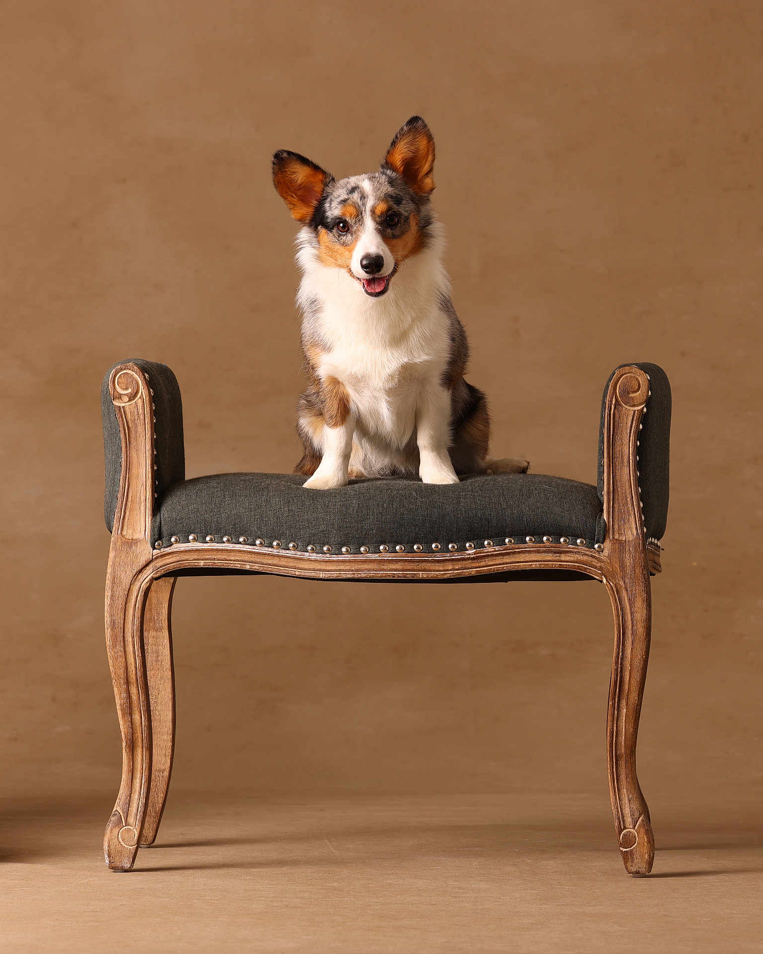 Boots joined the competition — help win amazing prizes! dog, tricolor, bench, vintage, wooden, upholstered, pet, studio, portrait, smiling, happy, animal, fur, ears, sitting, background, neutral, floor, furniture, indoor