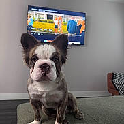 Hopper joined the competition — help win amazing prizes! dog, puppy, living_room, television, furniture, ottoman, brown, white, brindle, ears, floor, pet, indoor, home, carpet, seat, cute, animal, watching, attention