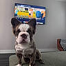 dog, puppy, living_room, television, furniture, ottoman, brown, white, brindle, ears, floor, pet, indoor, home, carpet, seat, cute, animal, watching, attention