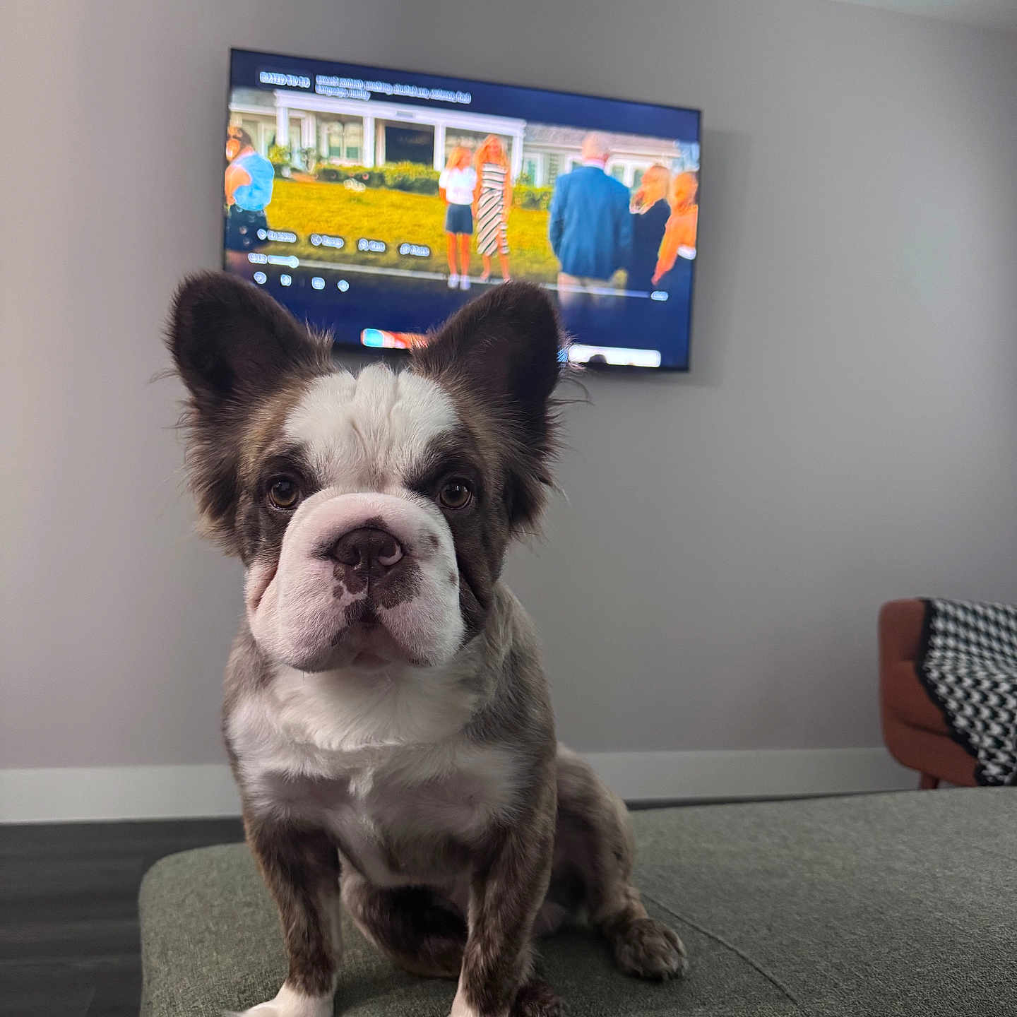 Hopper joined the competition — help win amazing prizes! dog, puppy, living_room, television, furniture, ottoman, brown, white, brindle, ears, floor, pet, indoor, home, carpet, seat, cute, animal, watching, attention