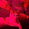 Lovey is registered to the contest to win money with this photo: cat, plush_toy, gengar, pikachu, couch, red_lighting, indoor, pet, relaxed, feline, stuffed_animal, bedroom, soft_texture, toy, animal, cozy, resting, cute, furry, domestic_animal