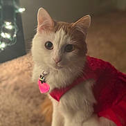 Lovey is registered to the contest to win money with this photo: cat, pet, animal, feline, indoor, carpet, red_clothing, collar, tag, orange_and_white, cute, fluffy, sitting, portrait, domestic_cat, eyes, ears, whiskers, soft_light, blurred_background