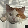 Lovey is registered to the contest to win money with this photo: cat, orange_and_white, fur, curious, peeking, wide_eyes, paw, ledge, shadow, light_pattern, texture, indoor, close_up, portrait, animal, pet, whiskers, ears, face, cute