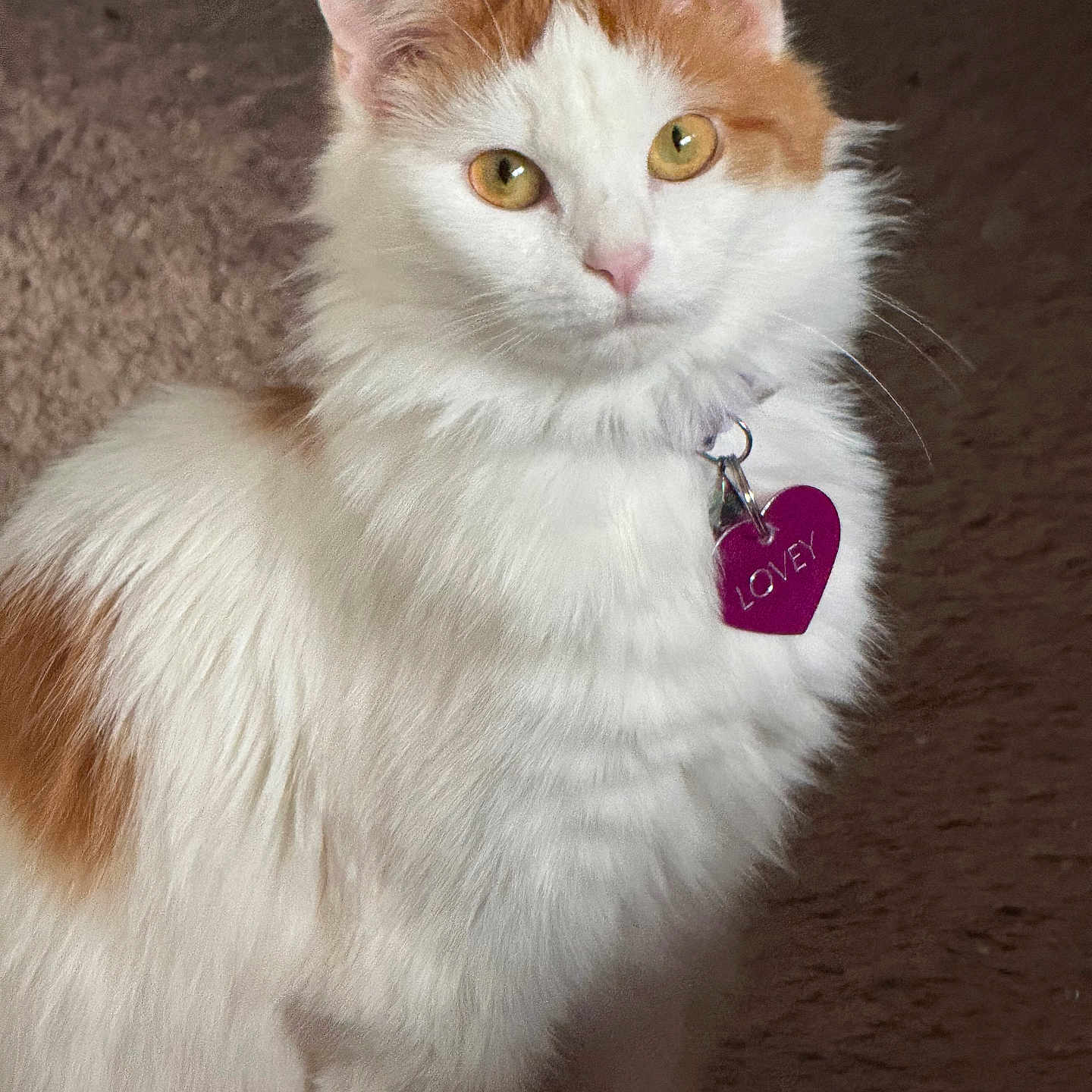 Lovey is registered to the contest to win money with this photo: cat, animal, pet, fluffy, white_fur, orange_fur, yellow_eyes, collar, tag, heart_shaped_tag, indoor, portrait, feline, cute, sitting, looking_at_camera, whiskers, ears, soft_light, fur
