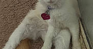 Lovey joined the competition — help win amazing prizes! cat, fluffy, orange, white, carpet, mirror, collar, heart_tag, pet, animal, curious, indoor, feline, cute, relaxed, sitting, tail, wide_eyes, fur, domestic