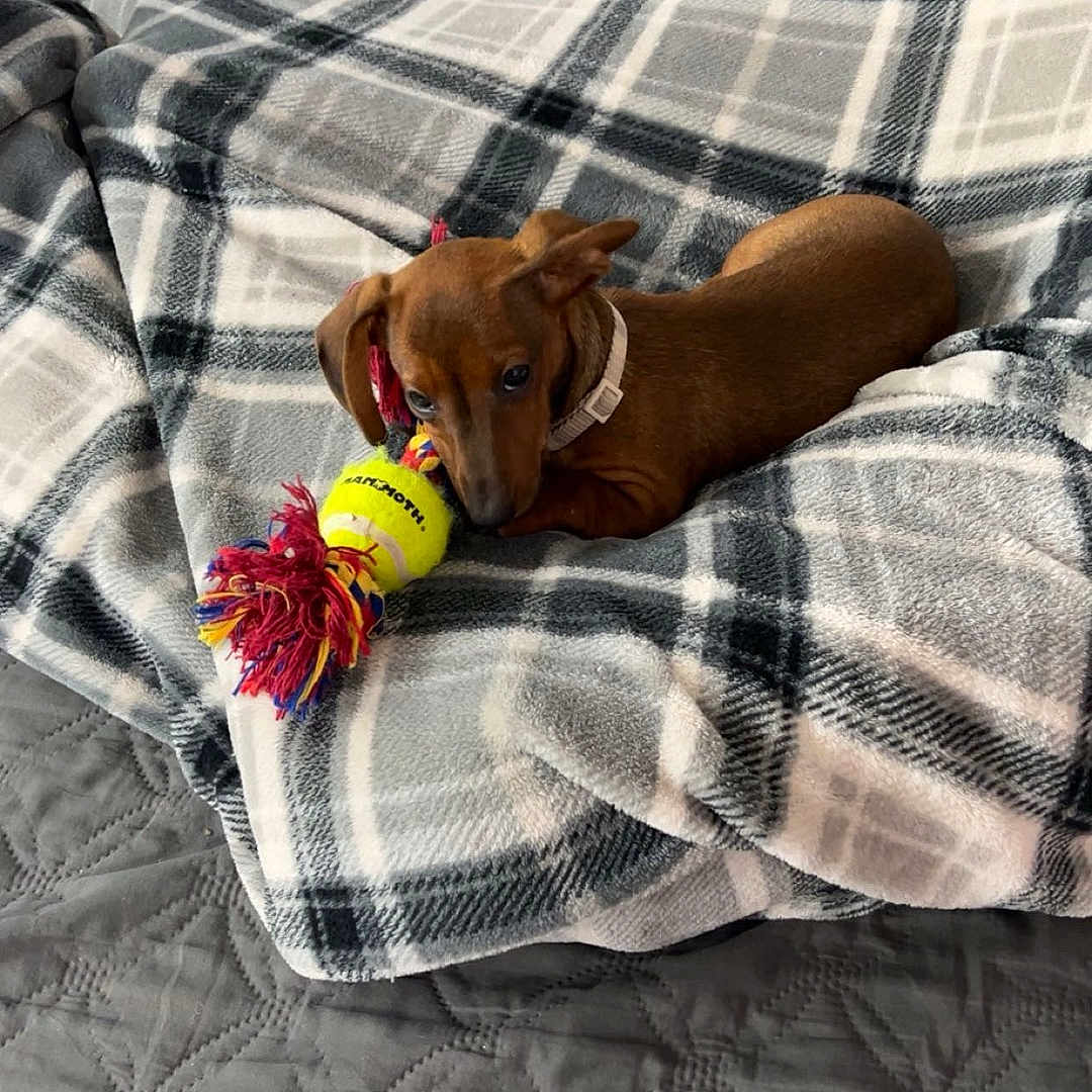 Roxy joined the competition — help win amazing prizes! animal, bed, blanket, brown, chewing, collar, cozy, cute, dachshund, dog, domestic, fur, indoor, pet, plaid, playful, puppy, resting, soft, toy