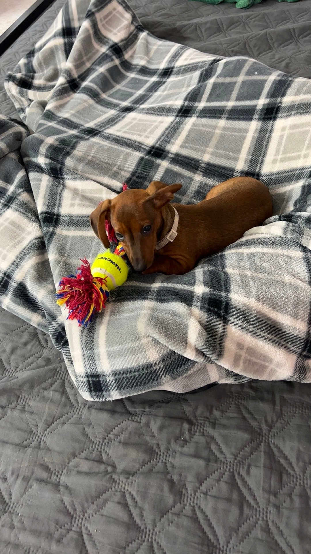 Roxy joined the competition — help win amazing prizes! dog, puppy, dachshund, toy, blanket, bed, plaid, chewing, brown, pet, indoor, cozy, cute, animal, fur, collar, playful, resting, soft, domestic