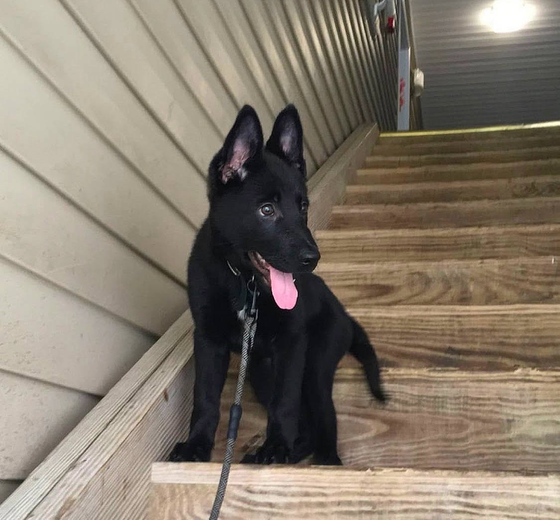 Salem joined the competition — help win amazing prizes! black_norwegian_elkhound, borador, canidae, carmine, carnivore, companion_dog, dog, dog_breed, flooring, fur, guard_dog, hardwood, non_sporting_group, plank, snout, sporting_group, stairs, tail, wood, working_dog
