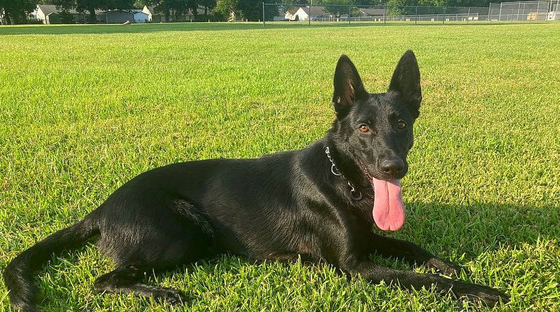 Salem joined the competition — help win amazing prizes! canidae, carnivore, collar, companion_dog, dog, dog_breed, east_european_shepherd, german_shepherd_dog, grass, grassland, guard_dog, herding_dog, hunting_dog, king_shepherd, lawn, plant, sporting_group, tree, working_animal, working_dog