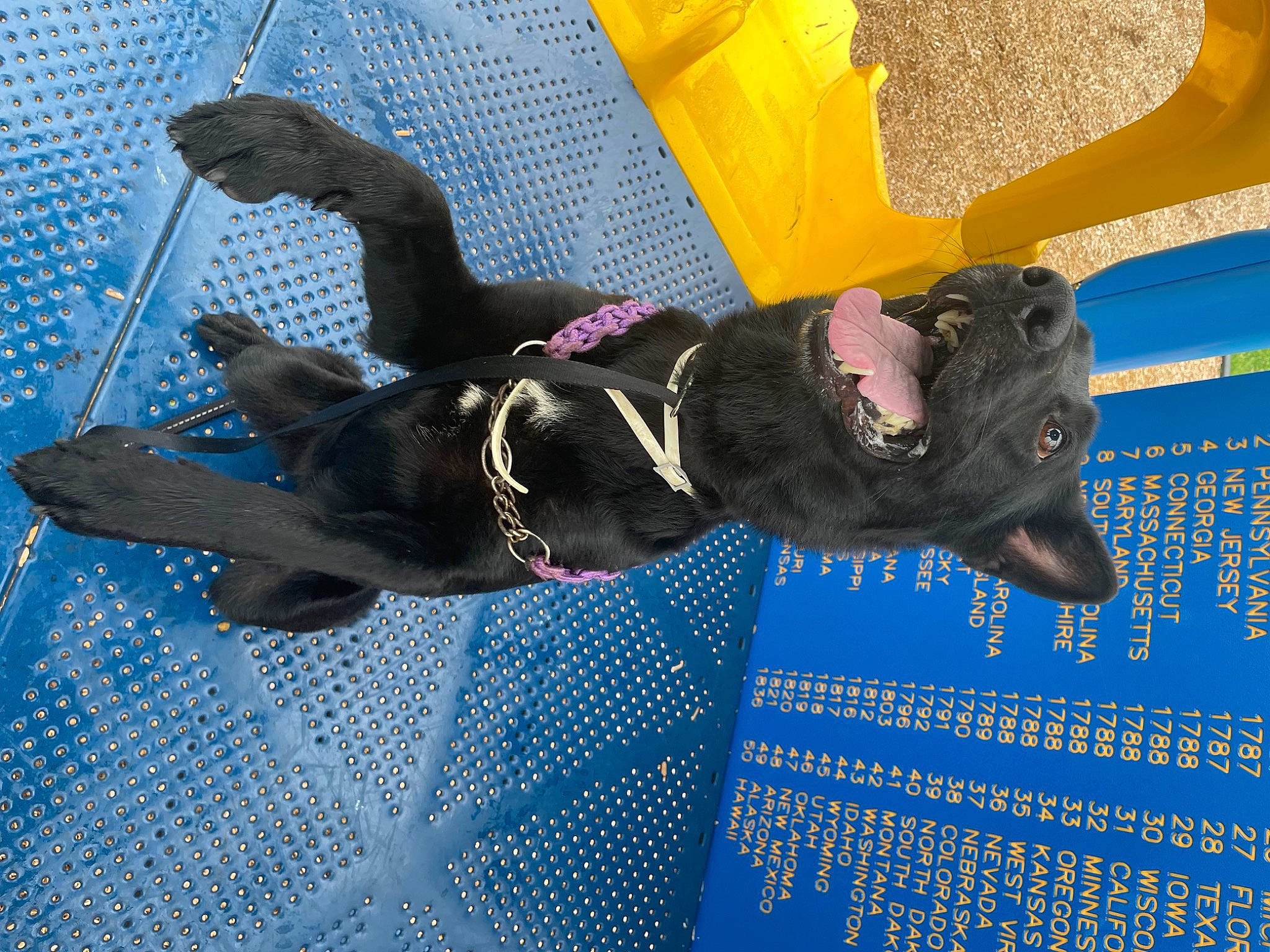 Salem is registered to the contest to win money with this photo: blue, carmine, electric_blue, flooring, fun, leisure, pattern, personal_protective_equipment, recreation, water, world