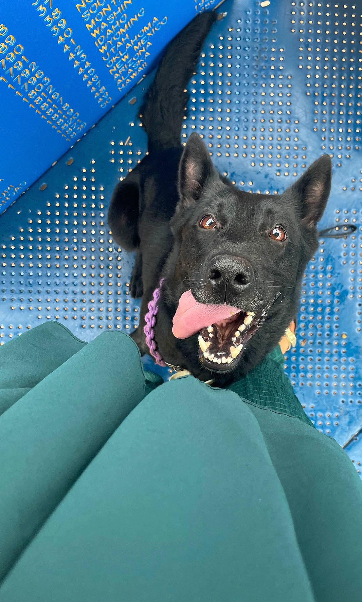 Salem joined the competition — help win amazing prizes! black_norwegian_elkhound, canidae, carnivore, collar, companion_dog, dog, dog_breed, dog_collar, electric_blue, foot, guard_dog, non_sporting_group, pattern, sporting_group, whiskers, working_animal, working_dog