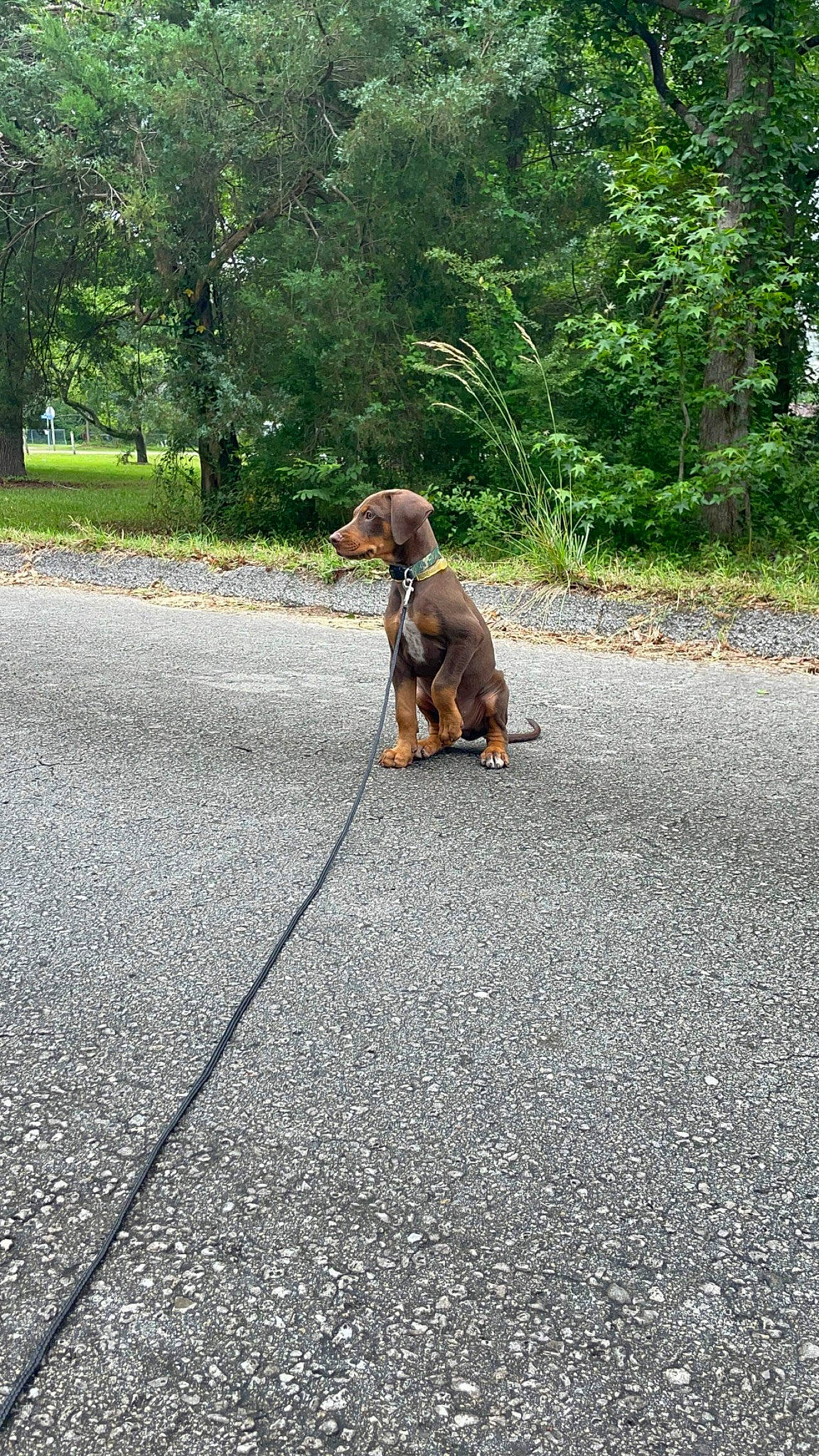 Boyka joined the competition — help win amazing prizes! asphalt, canidae, carnivore, companion_dog, dog, dog_breed, fawn, grass, leash, pet_supply, plant, road, road_surface, sidewalk, sporting_group, tail, tar, thoroughfare, tree, working_animal