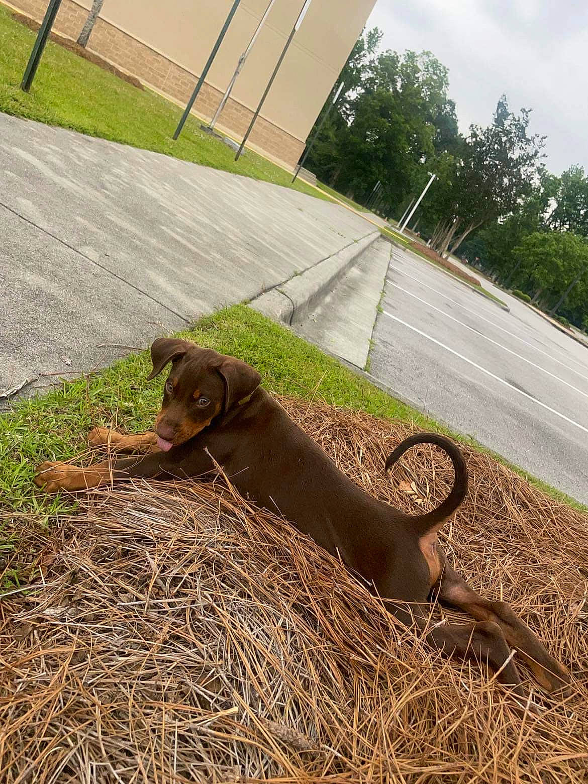 Boyka joined the competition — help win amazing prizes! carnivore, cloud, collar, companion_dog, dog, dog_breed, fawn, grass, liver, mammal, plant, sky, soil, sporting_group, tail, terrestrial_animal, tree, vertebrate, wood, working_animal