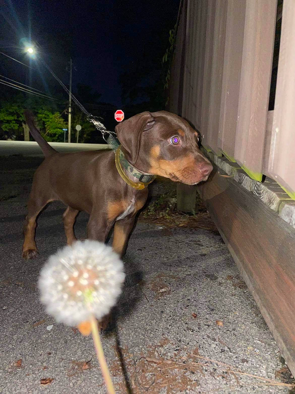 Boyka joined the competition — help win amazing prizes! canidae, carnivore, collar, companion_dog, dog, dog_breed, dog_collar, dog_supply, fawn, gun_dog, leash, liver, mammal, pet_supply, snout, street_light, tail, vertebrate, whiskers, working_animal