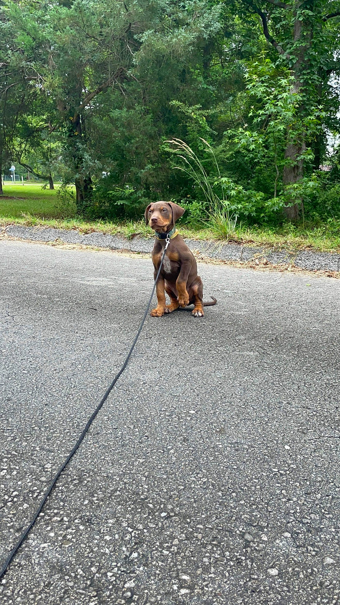 Boyka is registered to the contest to win money with this photo: asphalt, carnivore, collar, companion_dog, dog, dog_breed, fawn, grass, leash, pet_supply, plant, road, road_surface, sidewalk, snout, sporting_group, tail, tar, tree, working_animal