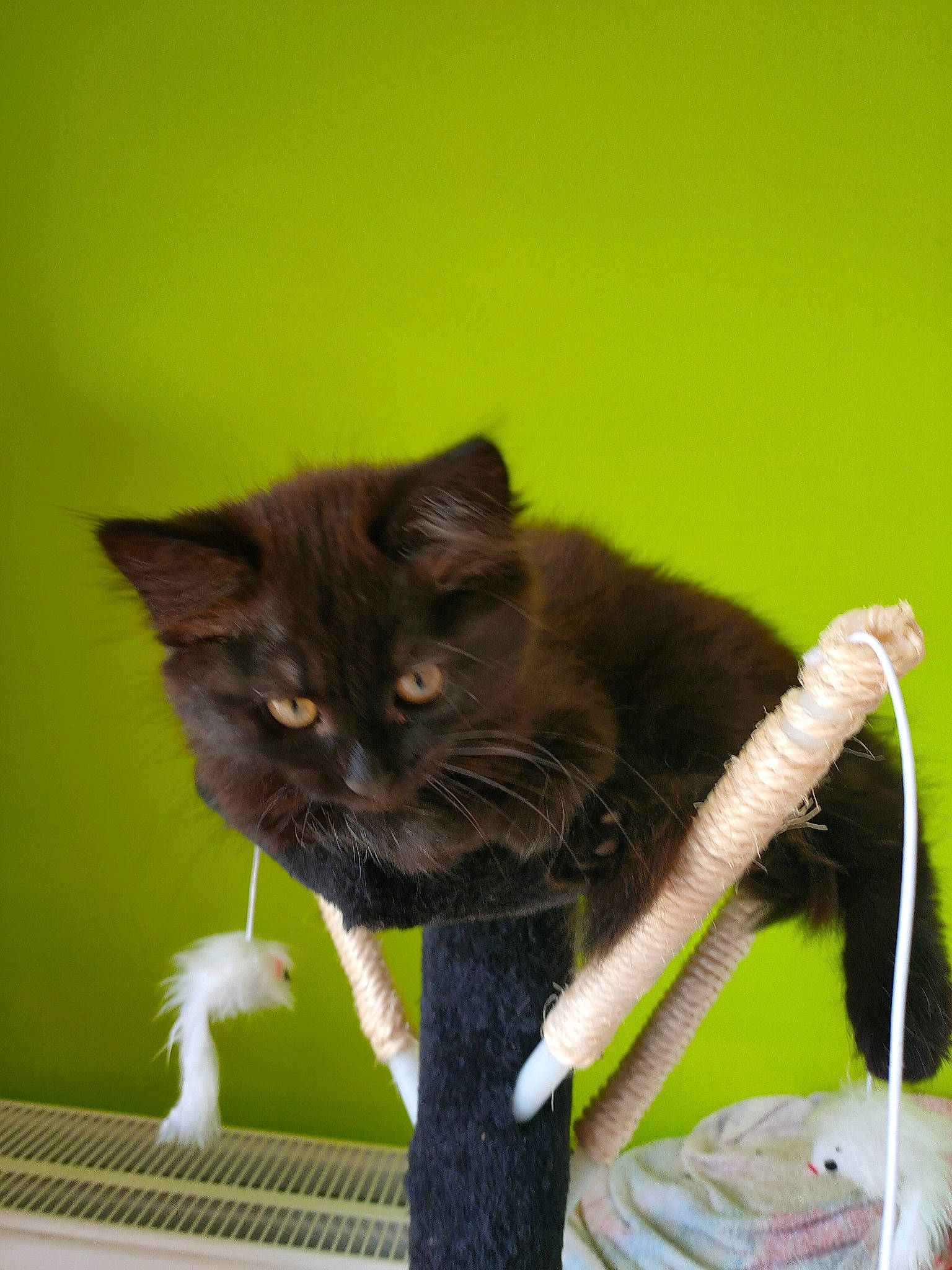 Chipette a rejoint le concours — aidez-le/la à gagner de superbes lots ! black_cat, carnivore, cat, collar, domestic_short_haired_cat, felidae, fur, grass, plant, sitting, small_to_medium_sized_cats, snout, tail, vertebrate, whiskers