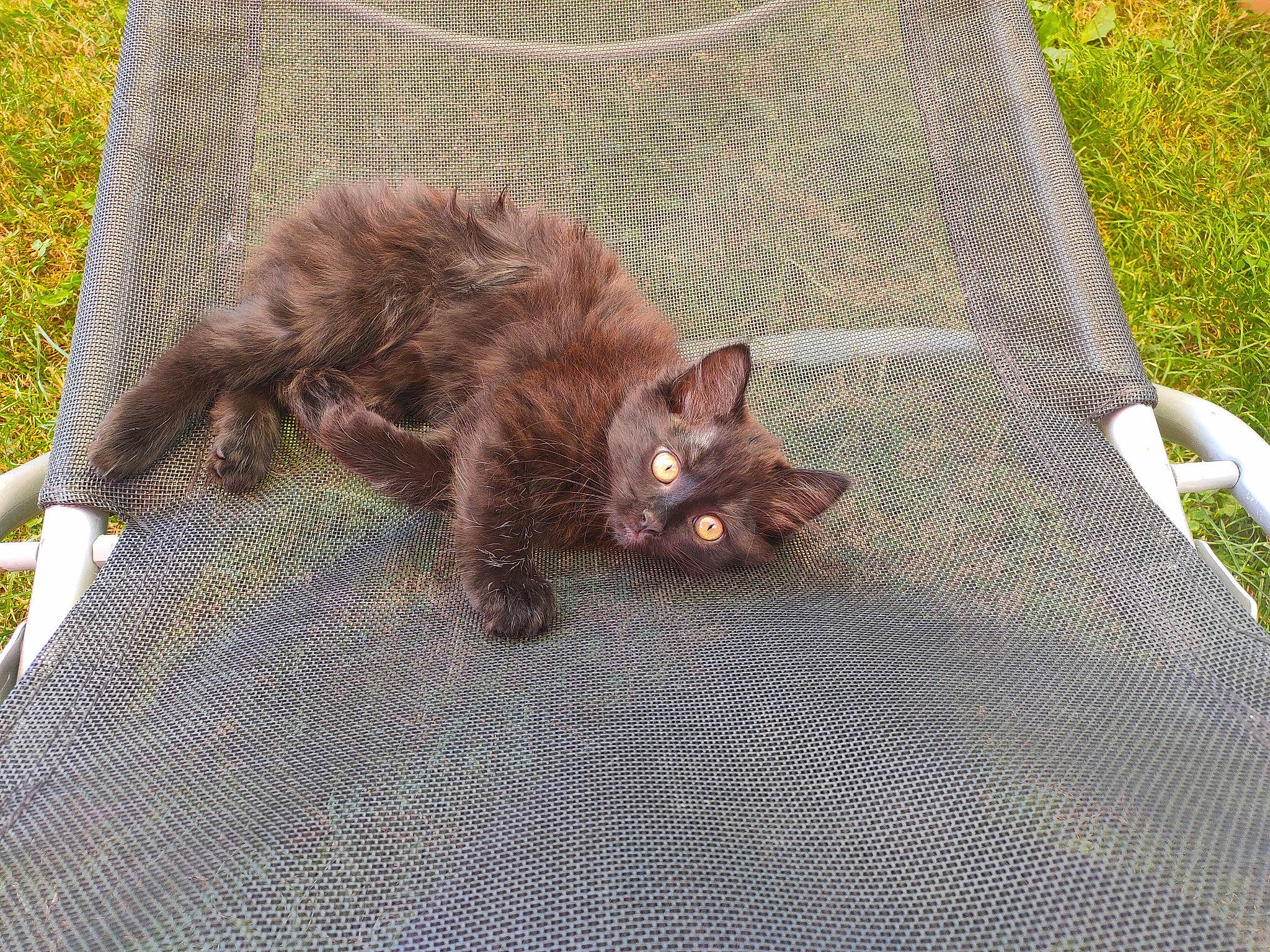 Chipette participe au concours pour gagner de l'argent avec cette photo : black_cat, bombay, brown, carnivore, cat, claw, domestic_short_haired_cat, fawn, felidae, fur, grass, linens, liver, pattern, plant, small_to_medium_sized_cats, tail, terrestrial_animal, whiskers, wood