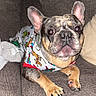 Moose is registered to the contest to win money with this photo: dog, french_bulldog, pet, couch, indoor, clothing, shirt, animal, ears, paw, brown, cozy, living_room, furniture, cute, looking, resting, comfortable, holiday_lights, domestic