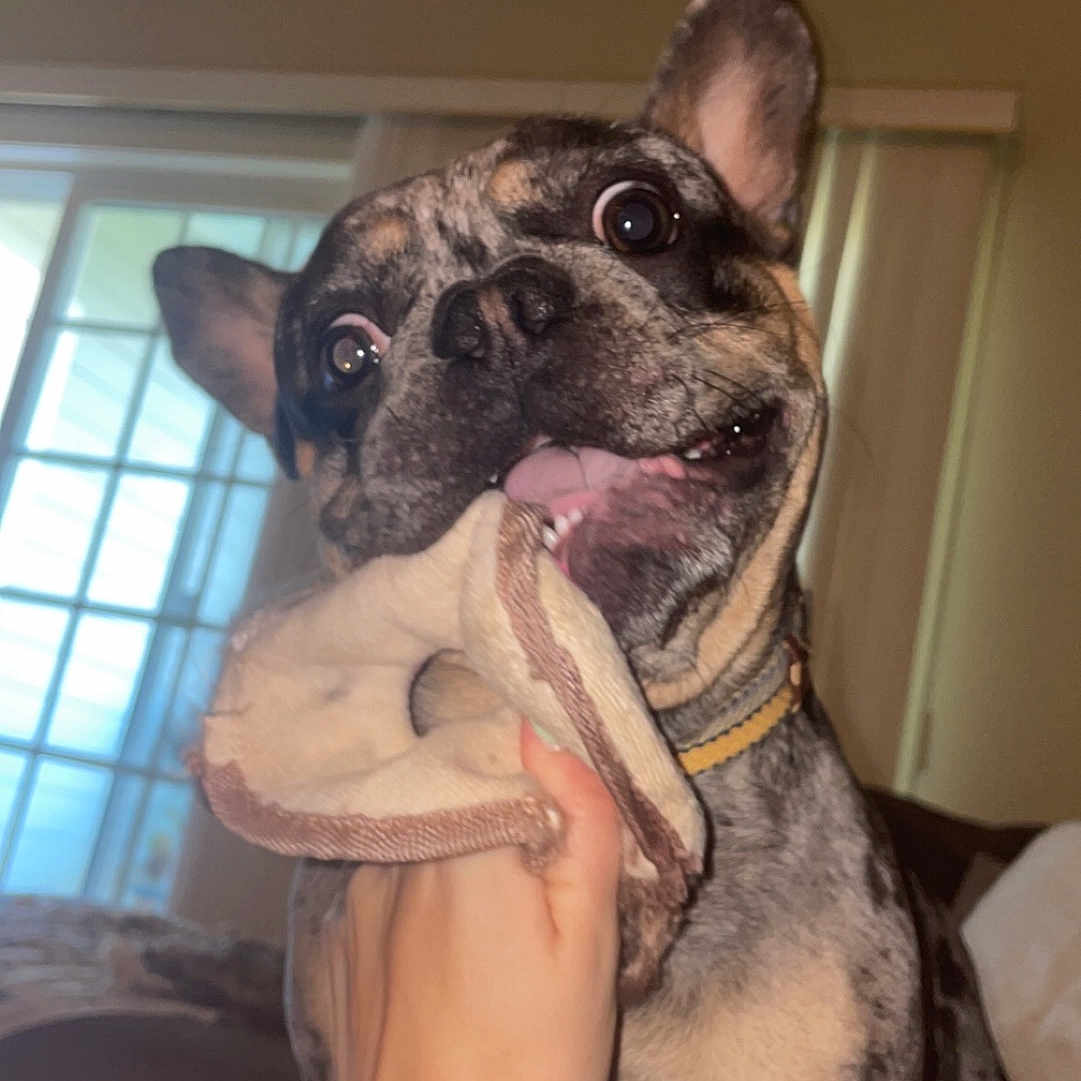 Moose joined the competition — help win amazing prizes! dog, playful, pet, indoor, hand, chewing, cloth, ears, wide_eyes, spotted_coat, furniture, window, curtains, light, animal, canine, cute, expression, closeup, living_room