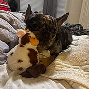 Moose joined the competition — help win amazing prizes! dog, french_bulldog, plush_toy, cow_toy, bed, blanket, pillow, indoor, pet, animal, cozy, cute, brown, fur, ears, nose, resting, house, comfort, sleepy