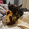 dog, french_bulldog, plush_toy, cow_toy, bed, blanket, pillow, indoor, pet, animal, cozy, cute, brown, fur, ears, nose, resting, house, comfort, sleepy
