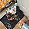 Moose joined the competition — help win amazing prizes! dog, pug, party_hat, mat, door, tile_floor, sunlight, shadow, barefoot, pet, indoor, looking_up, cute, animal, small_dog, companion, domestic, expression, celebration, home