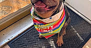 Moose is registered to the contest to win money with this photo: dog, french_bulldog, bandana, rainbow, indoor, door, mat, sunlight, shadow, pet, tongue_out, happy, cute, animal, floor, tile, smiling, closeup, portrait, pawty_time