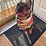dog, french_bulldog, bandana, rainbow, indoor, door, mat, sunlight, shadow, pet, tongue_out, happy, cute, animal, floor, tile, smiling, closeup, portrait, pawty_time