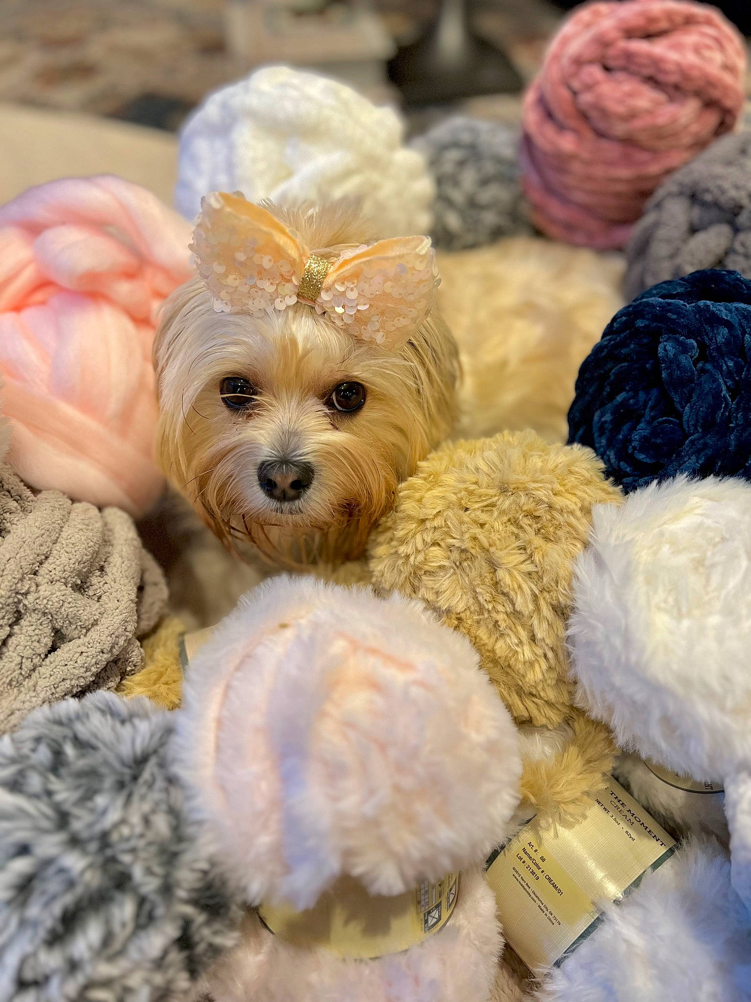 Isabelle is registered to the contest to win money with this photo: cap, carnivore, companion_dog, dog, dog_breed, dog_clothes, dog_collar, dog_supply, fashion_accessory, fawn, fur, plant, plush, stuffed_toy, teddy_bear, toy, toy_dog, wool, woolen, working_animal