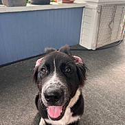 Blu Magoo joined the competition — help win amazing prizes! animal, architecture, bodypart, building, canine, cup, dog, hound, indoors, interiordesign, jar, outdoors, pet, plant, planter, pottedplant, pottery, puppy, shelter, vase