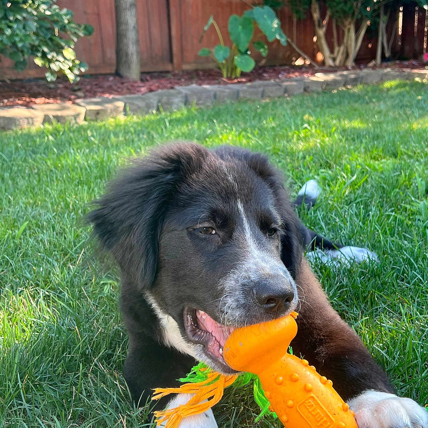 Blu Magoo is registered to the contest to win money with this photo: animal, architecture, backyard, ball, building, canine, dog, grass, nature, outdoors, pet, plant, pottedplant, puppy, shelter, sport, summer, tennis, tennisball, yard