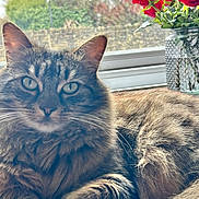 Yoko joined the competition — help win amazing prizes! animal, background, cat, closeup, cozy, feline, flowers, fur, green_eyes, indoor, nature, pet, plant, relaxing, roses, sunlight, tabby_cat, vase, whiskers, window