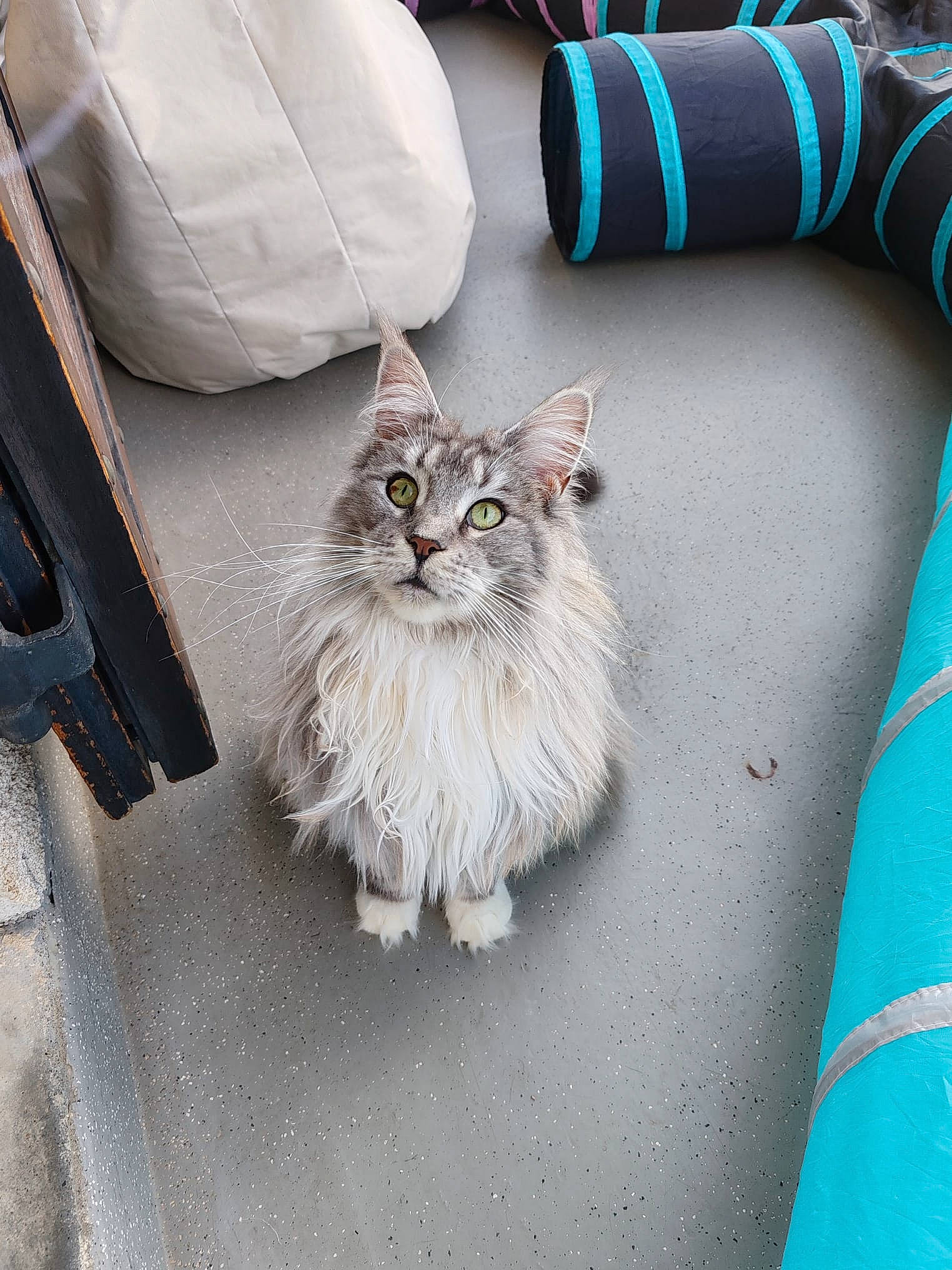 Tagada participe au concours pour gagner de l'argent avec cette photo : bag, british_longhair, carnivore, cat, claw, comfort, domestic_short_haired_cat, electric_blue, fashion_accessory, felidae, fur, grey, pattern, paw, ragdoll, sitting, small_to_medium_sized_cats, tail, tire, whiskers