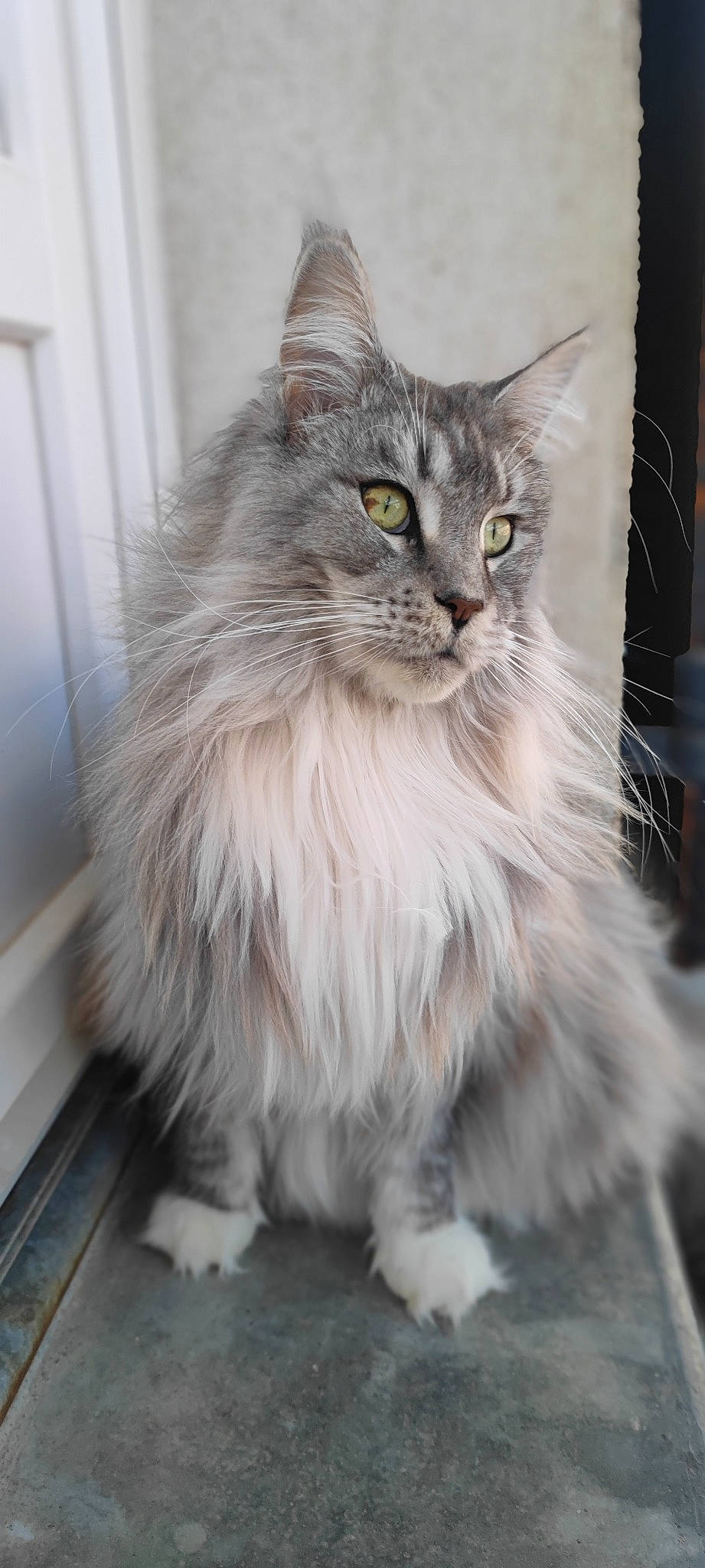 Tagada participe au concours pour gagner de l'argent avec cette photo : british_longhair, carnivore, cat, felidae, fur, iris, maine_coon, small_to_medium_sized_cats, snout, terrestrial_animal, whiskers