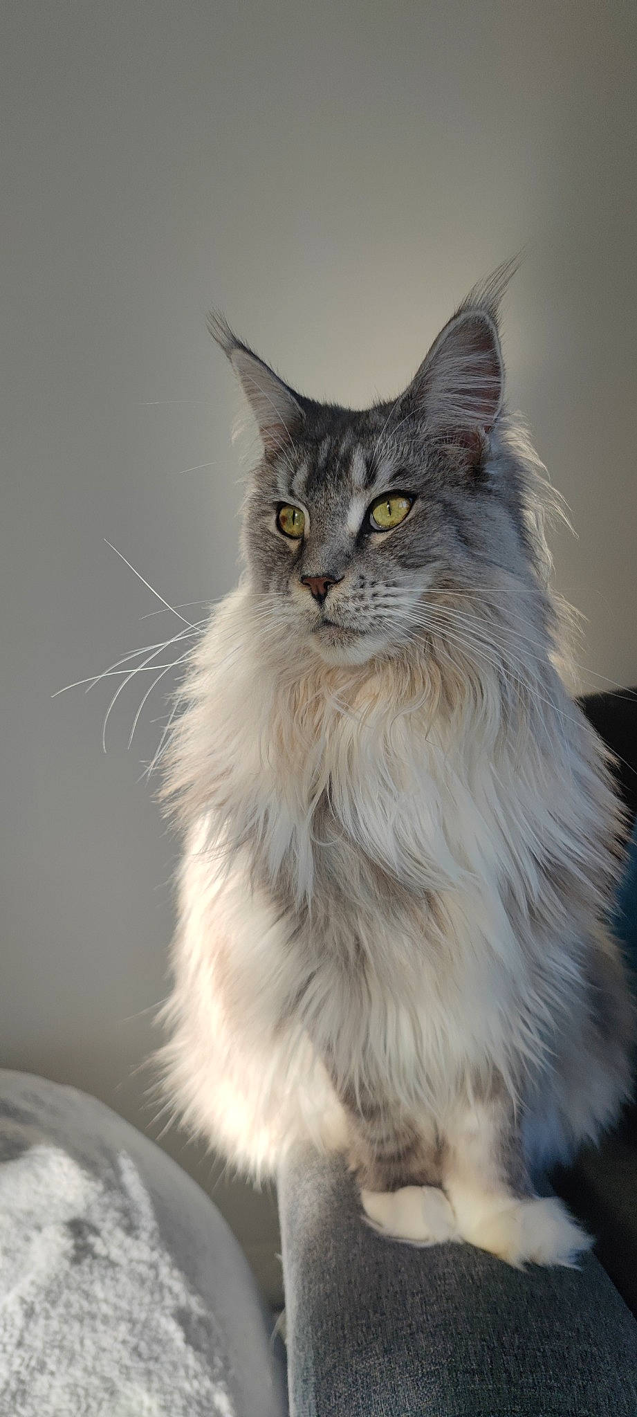 Tagada participe au concours pour gagner de l'argent avec cette photo : carnivore, cat, close_up, eye, felidae, fur, maine_coon, small_to_medium_sized_cats, snout, terrestrial_animal, whiskers, wildlife