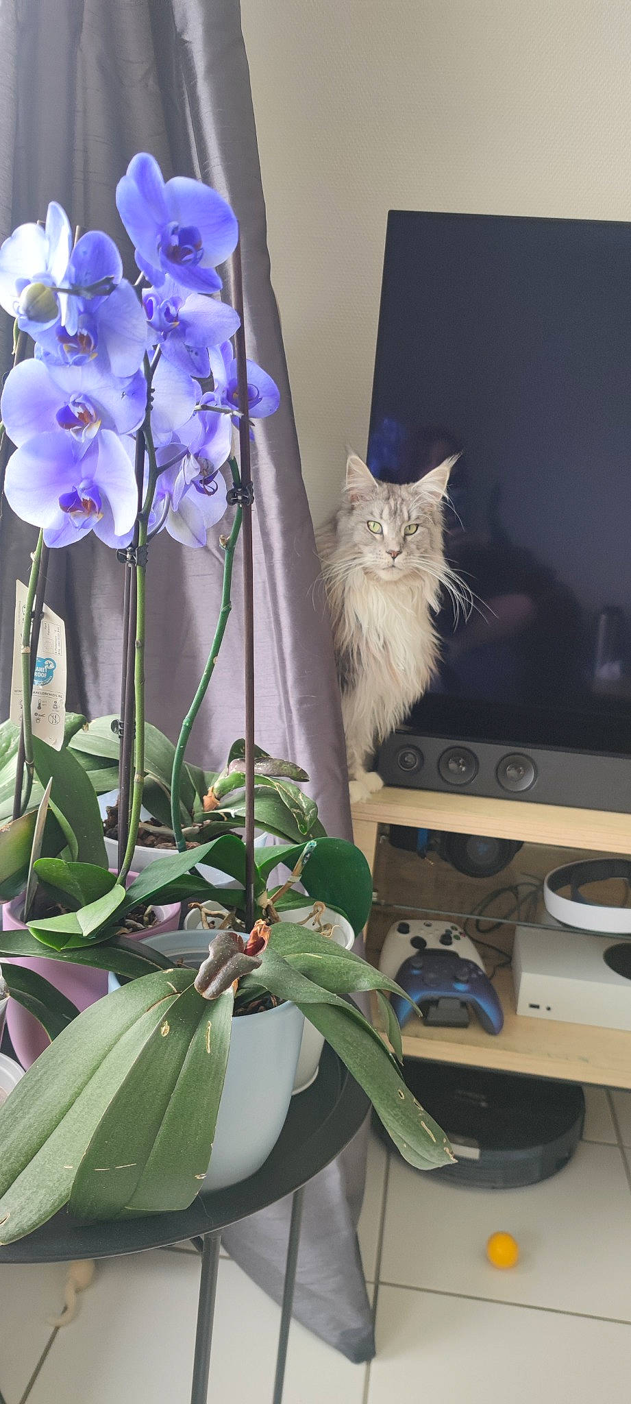 Tagada a rejoint le concours — aidez-le/la à gagner de superbes lots ! annual_plant, carnivore, cat, computer_keyboard, computer_monitor, cut_flowers, felidae, flower, flowering_plant, flowerpot, fur, houseplant, moth_orchid, petal, plant, room, small_to_medium_sized_cats, tail, terrestrial_plant, whiskers