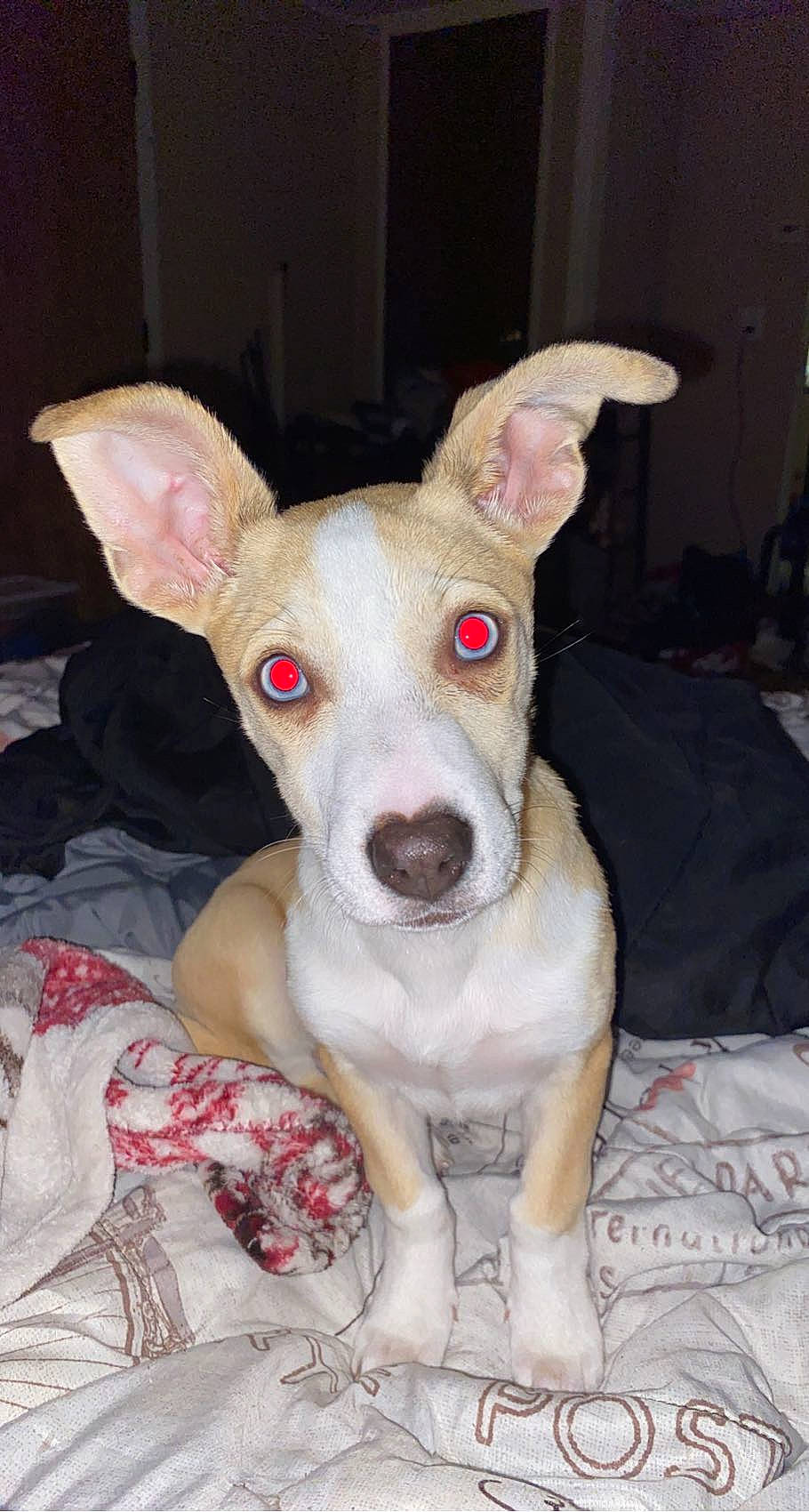 Iris is registered to the contest to win money with this photo: canidae, carnivore, collar, companion_dog, dog, dog_breed, ear, fawn, non_sporting_group, pattern, snout, sporting_group, whiskers, working_animal