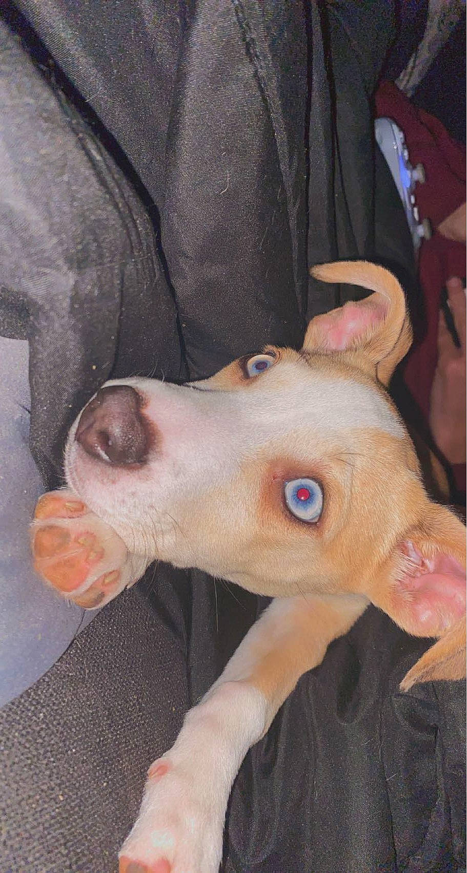 Iris is registered to the contest to win money with this photo: canidae, carnivore, companion_dog, dog, dog_breed, ear, fawn, fur, jaw, non_sporting_group, nose, paw, snout, sporting_group, terrestrial_animal, whiskers, working_animal