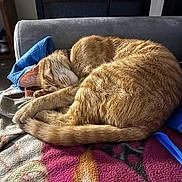 Ginger is registered to the contest to win money with this photo: cat, ginger_cat, tabby, sleeping, curled_up, blanket, couch, indoor, pet, fur, tail, whiskers, cozy, nap, collar, textile, pattern, closeup, domestic_animal, home