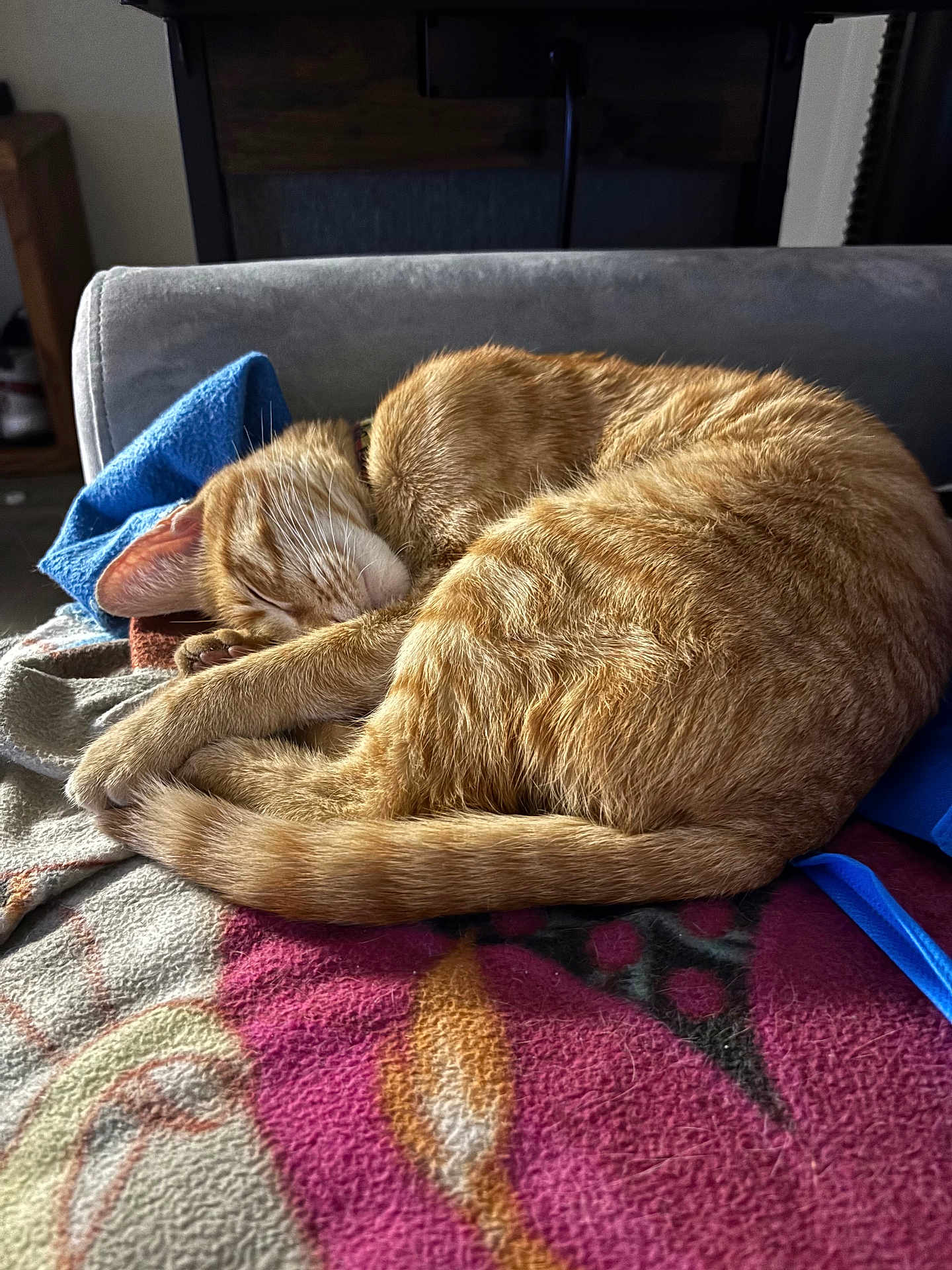 Ginger is registered to the contest to win money with this photo: cat, ginger_cat, tabby, sleeping, curled_up, blanket, couch, indoor, pet, fur, tail, whiskers, cozy, nap, collar, textile, pattern, closeup, domestic_animal, home