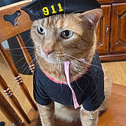 Rusty is registered to the contest to win money with this photo: cat, orange_tabby, hat, black_clothing, wooden_chair, indoor, furniture, pet, animal, whiskers, ears, floor, wooden_floor, domestic_cat, close_up, sitting, looking_away, costume, cute, serious_expression