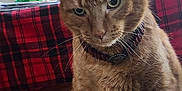 Rusty is registered to the contest to win money with this photo: animal, architecture, building, cap, cat, clothing, couch, face, furniture, hat, head, homedecor, indoors, livingroom, person, pet, photography, portrait, room, sunhat