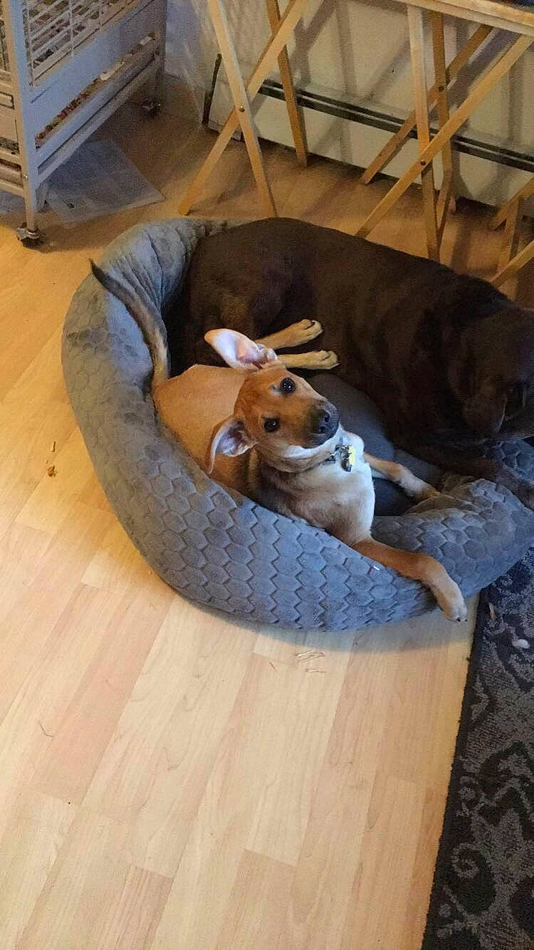 Marley joined the competition — help win amazing prizes! carnivore, comfort, companion_dog, couch, dog, dog_bed, dog_breed, fawn, floor, flooring, hardwood, laminate_flooring, living_room, room, sporting_group, studio_couch, wood, wood_flooring, wood_stain, working_animal