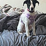 Elena is registered to the contest to win money with this photo: dog, puppy, black_and_white, harness, bed, bedding, gray, striped, indoor, pet, animal, sitting, young_dog, cute, looking, fur, ears, collar, domestic_animal, wall