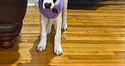 Elena joined the competition — help win amazing prizes! puppy, dog, purple_vest, black_and_white, wooden_floor, leather_chair, indoor, pet, young_dog, flooring, furniture, curious, animal, canine, domestic_animal, cute, standing, shadow, collar, looking_at_camera