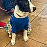 Elena is registered to the contest to win money with this photo: puppy, dog, pet, blue_shirt, floral_skirt, leash, tile_floor, black_and_white, sitting, attentive, indoors, clothing, paw, person, footwear, spiderman_pajamas, red_sneakers, animal, cute, companion